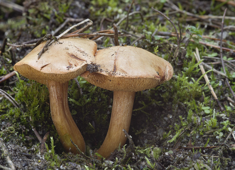 Chalciporus piperatus